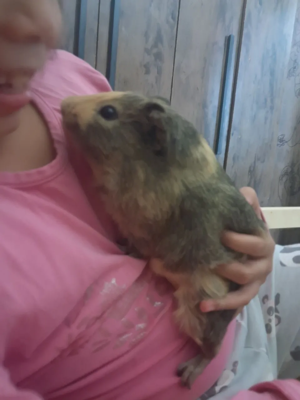 Porquinho da Índia