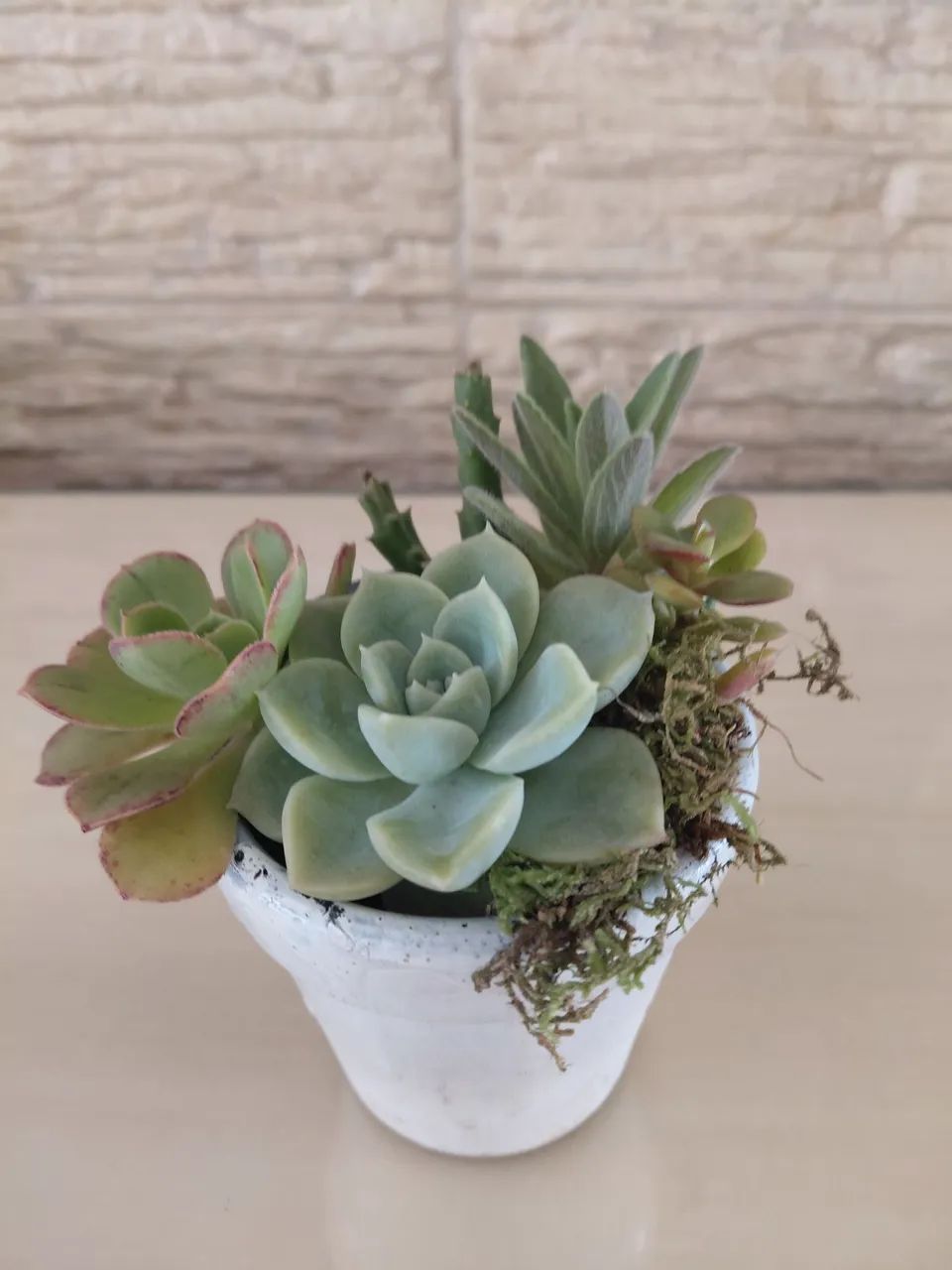 Vaso de suculentas 
