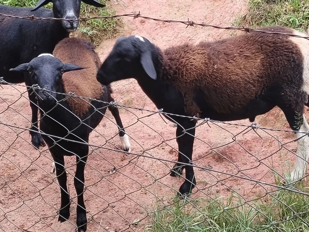 Carneiros com 7 meses - Foto 3