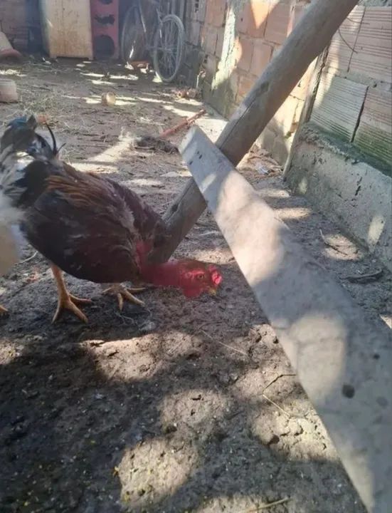Galo pescoço pelado cruzador 7 meses vendo por R$70,00 - Foto 3