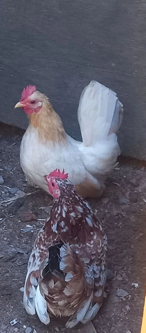 Vendo garnizé Nagasaki  - Foto 4