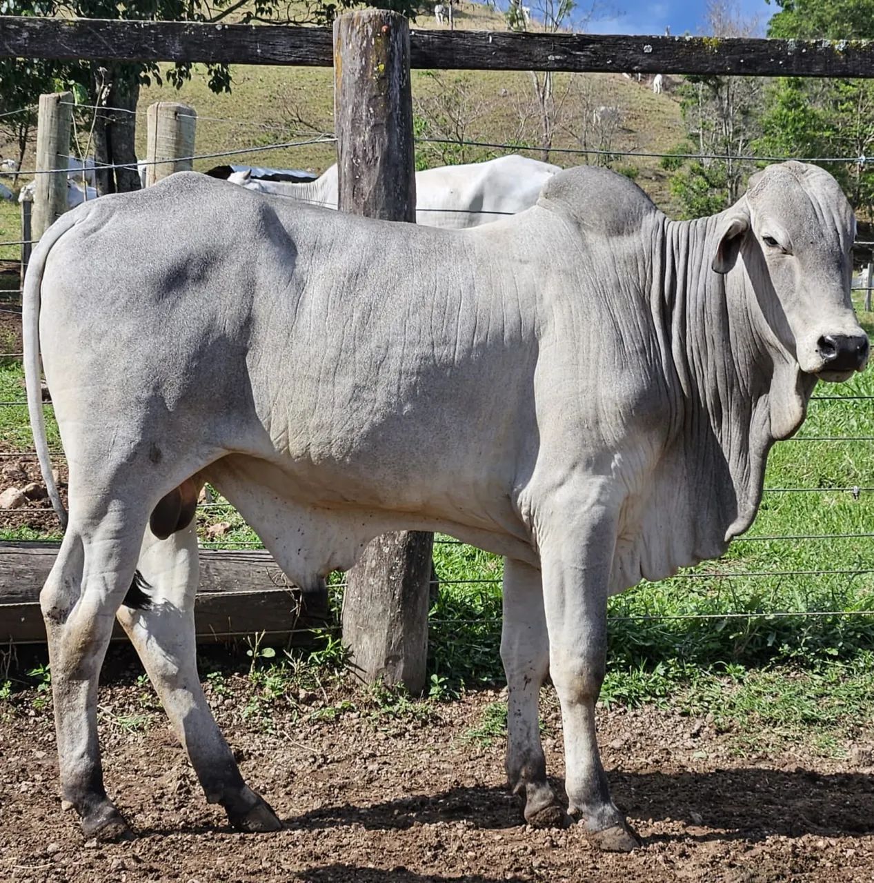 Tourinhos Nelore P.O - Foto 2