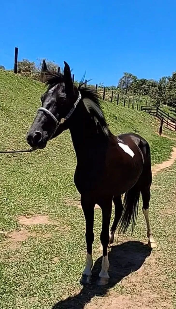 EGUINHA LUXOOO (marcha picada) - Foto 2