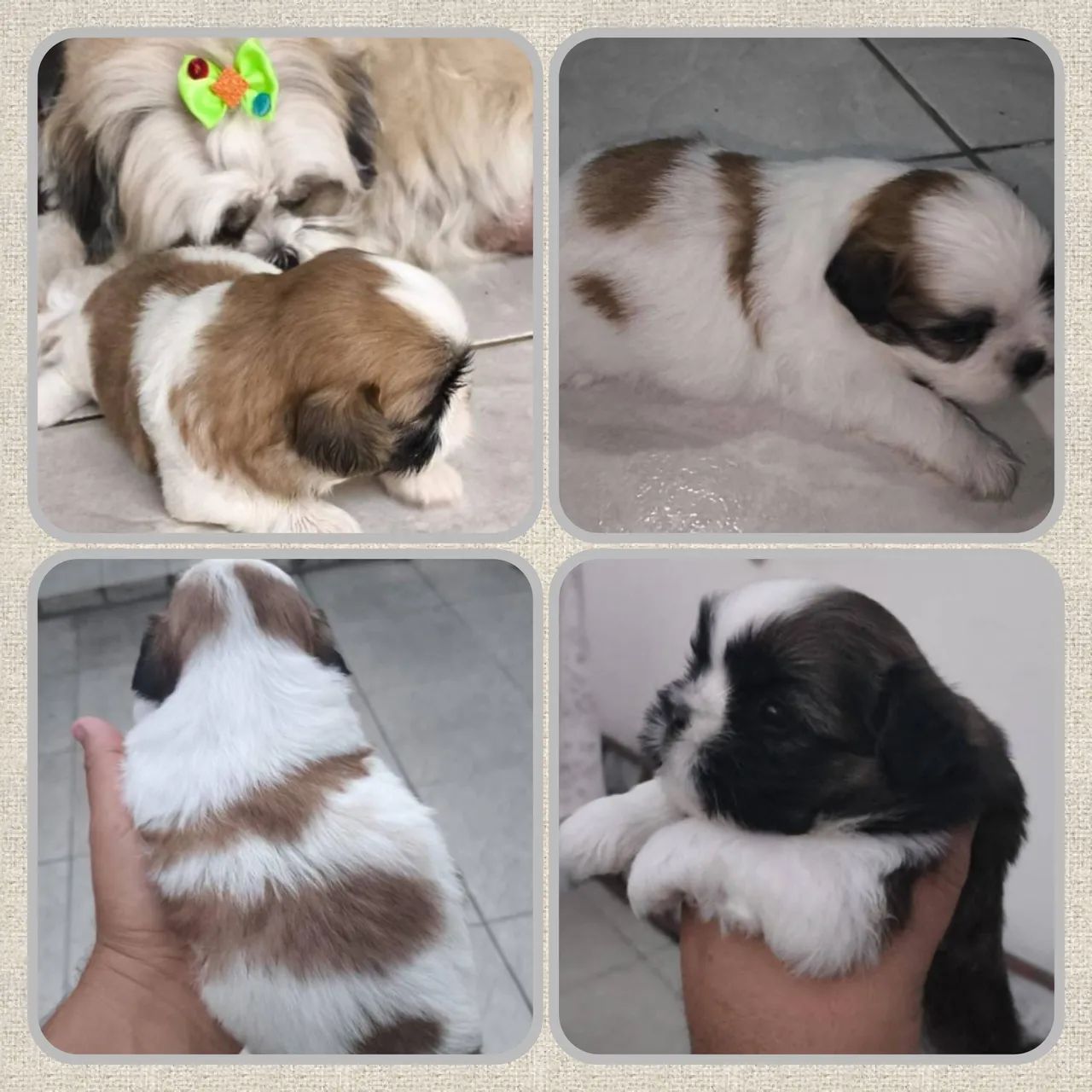 Filhotes Shih Tzu Lindos e Saudaveis