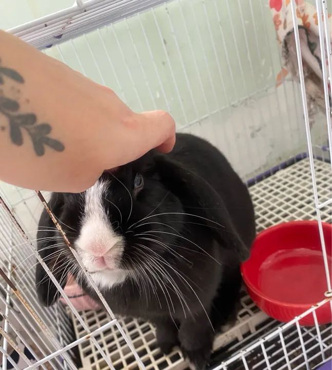 Coelha mini lop e acessórios  - Foto 4