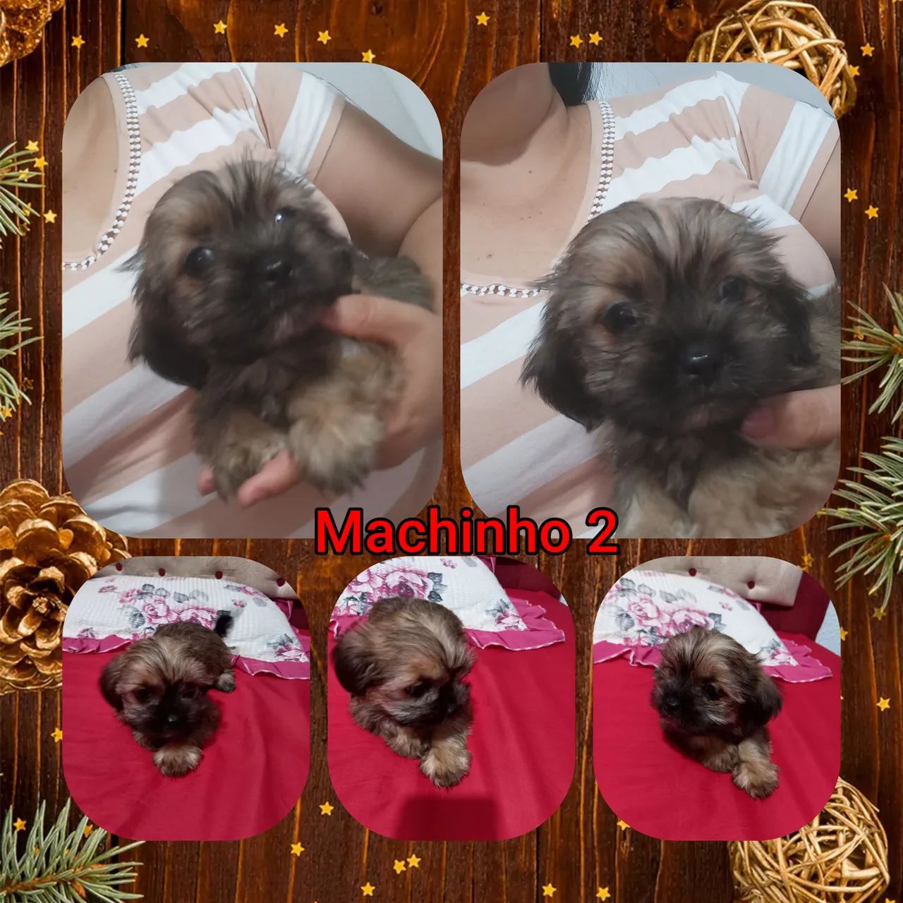 Filhote MACHINHO de shitzhu - Foto 3