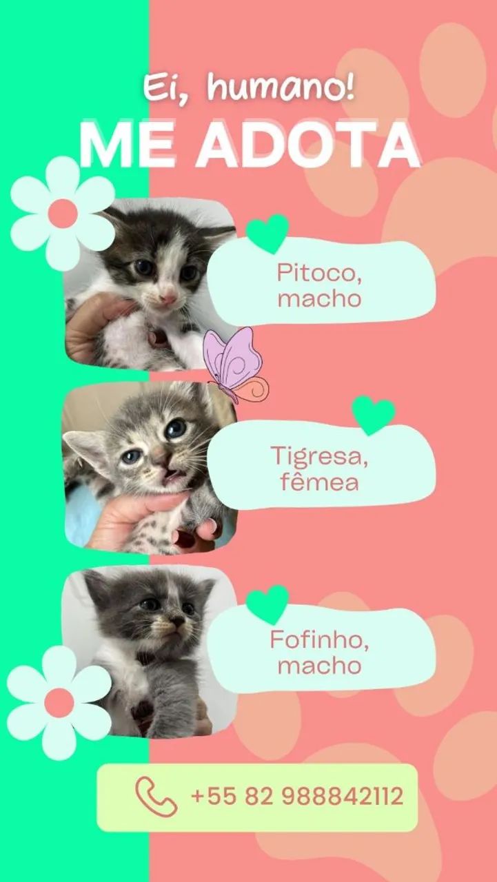 Adoção responsável  - Foto 4