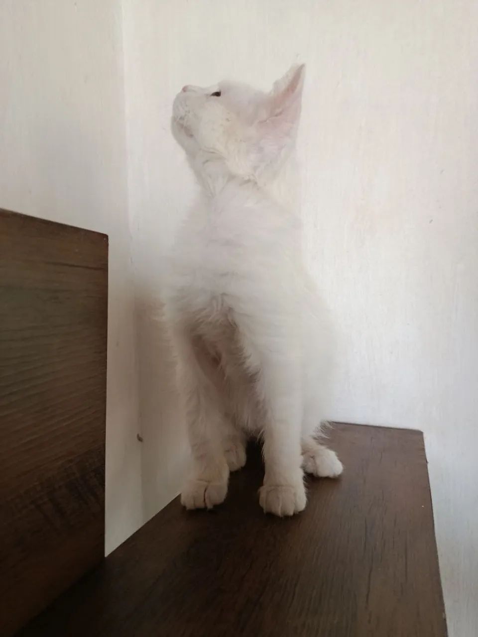 Gato filhote para adoção - Foto 3