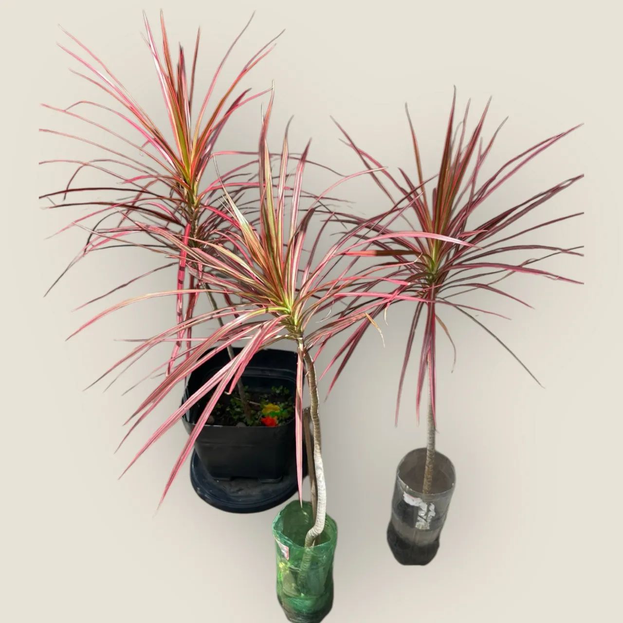 Muda Tricolor (Dracena) - Planta Ornamental Folhagem Colorida - Foto 2