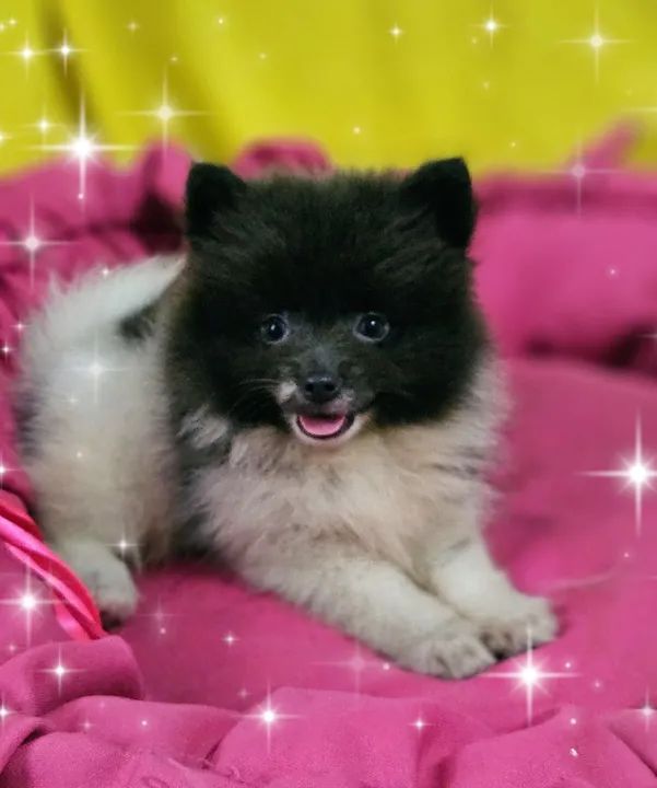 Filhote de Spitz Alemão disponíveis  - Foto 4