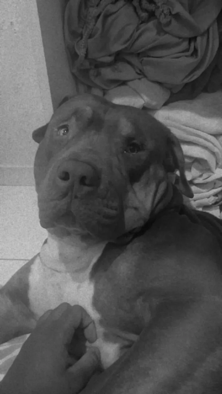 Pitbull adorável à procura de um lar