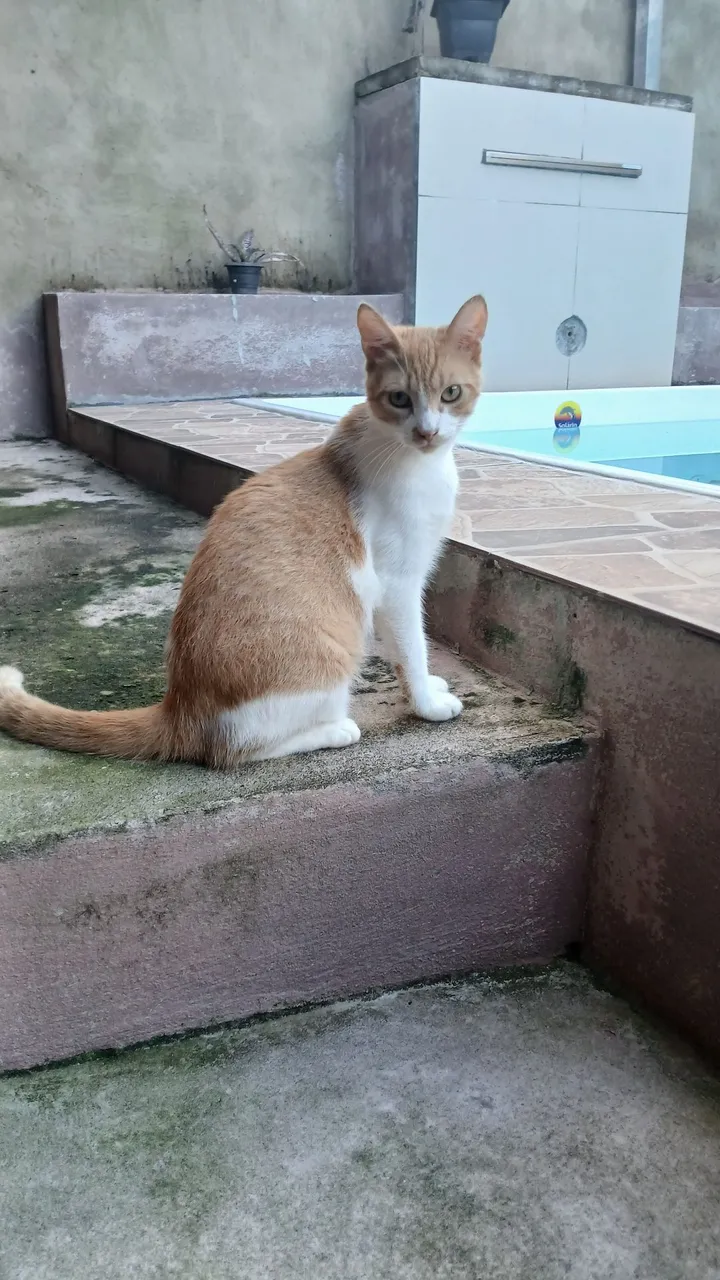 Gatinho Adorável para Adoção tem apenas oito meses adora assistir no celular *