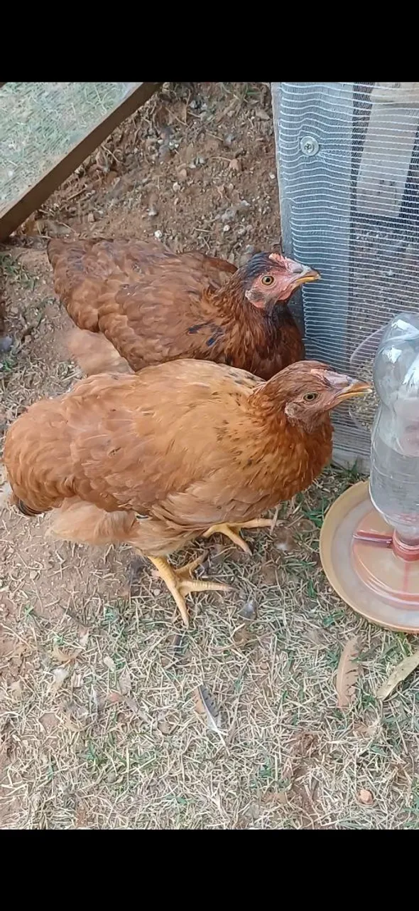 Galinhas poedeira embrapa 