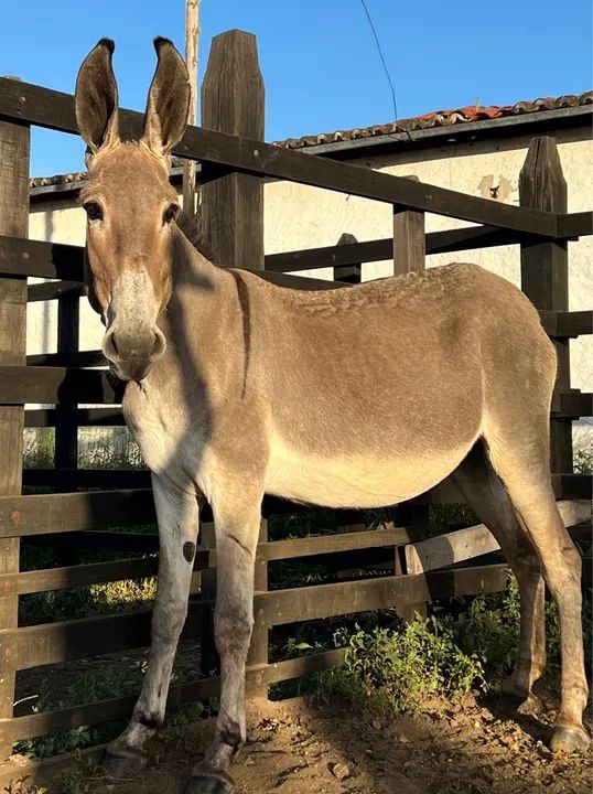 Jumentinha Pêga disponível - Foto 2