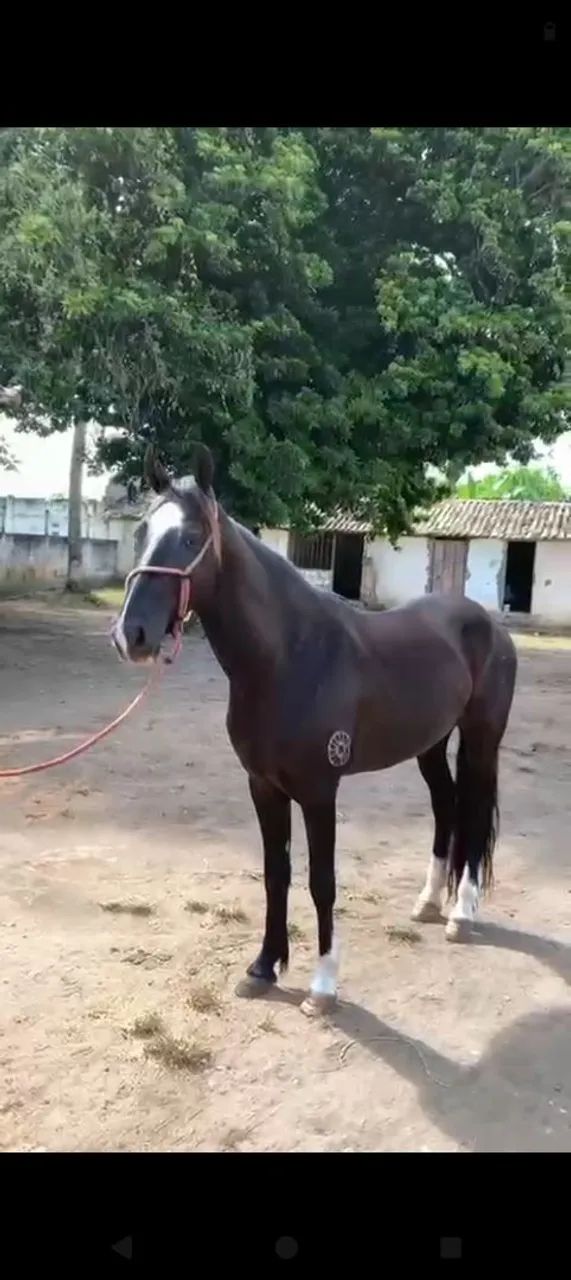 Pra quem quer ter um cavalo de pista Fazer um investimento  - Foto 2