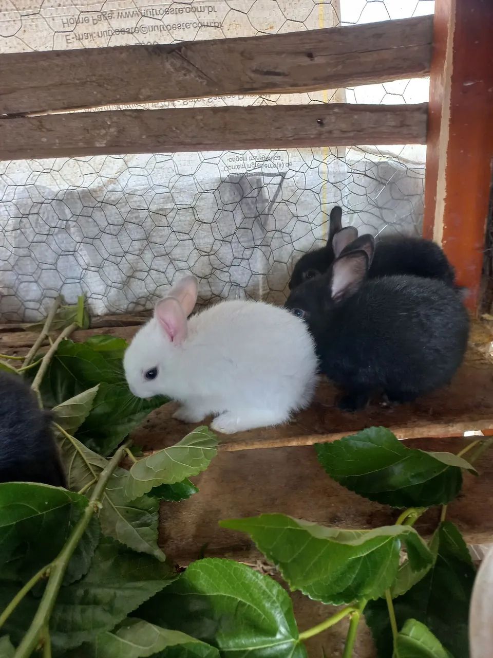 Filhote de coelho fofinhos  - Foto 4