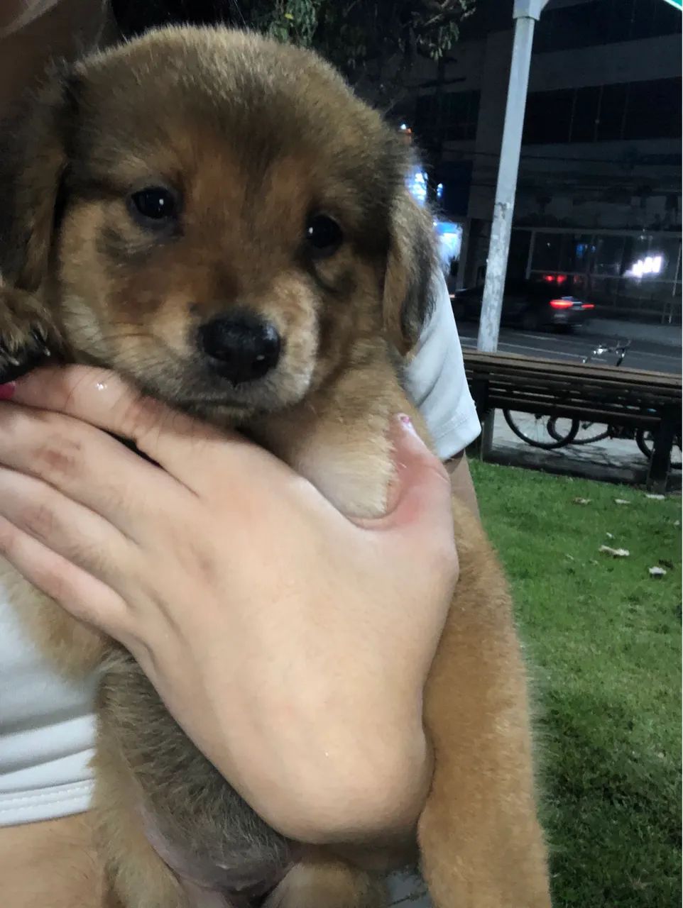 Doando filhotes de chow chow misturado com pastor alemão 