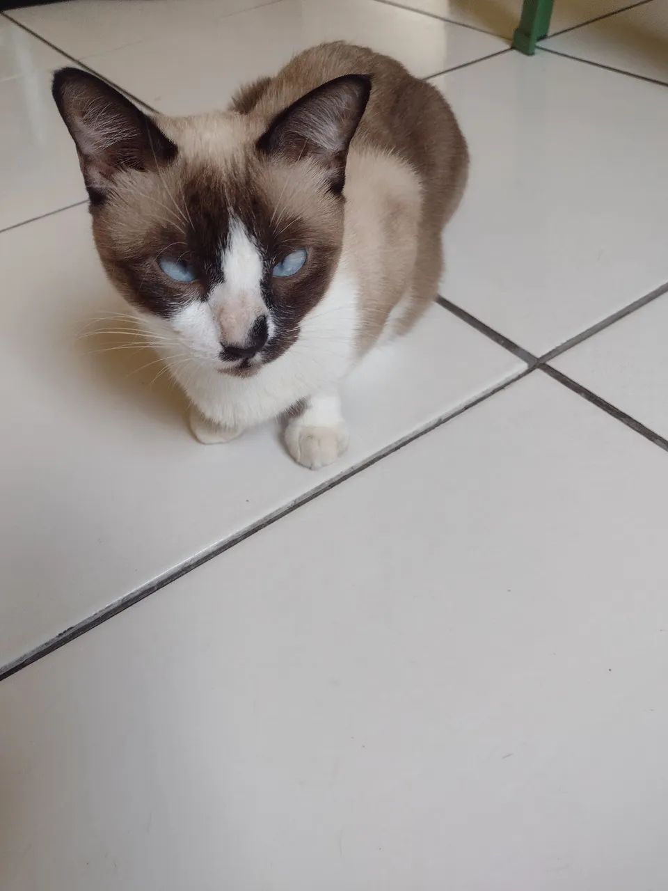 Linda Gatinha disponível para adoção - Foto 6