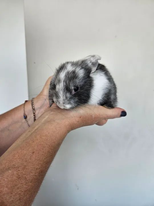 Coelho mini ( os das orelhas caidas) - Foto 4