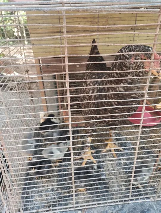Galinha com pintinho e o galo 220$