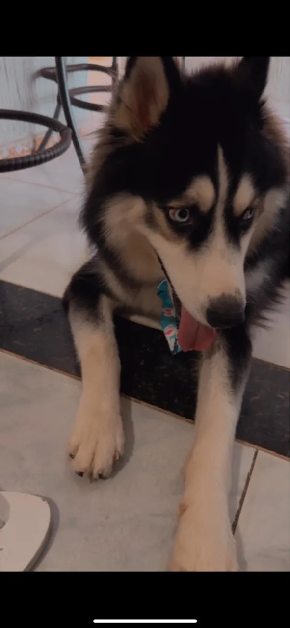 Husky Siberiano disponível para venda