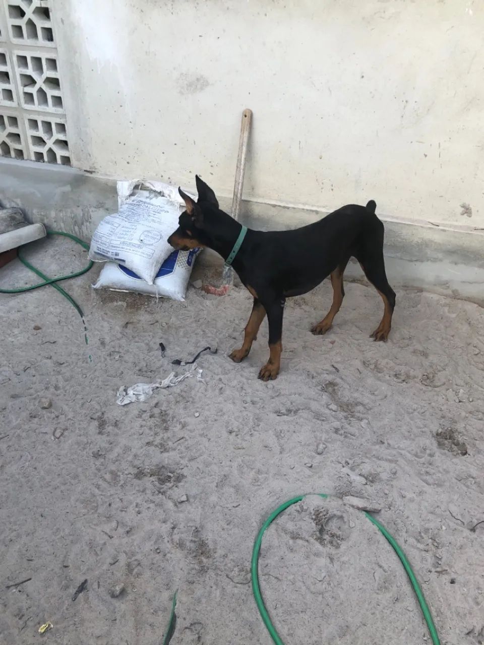 Vendo cachorro Doberman puro - Foto 3