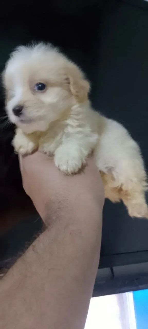 Poodle toy anão lindo casal disponível valor 600 reais cada filhote.  - Foto 2