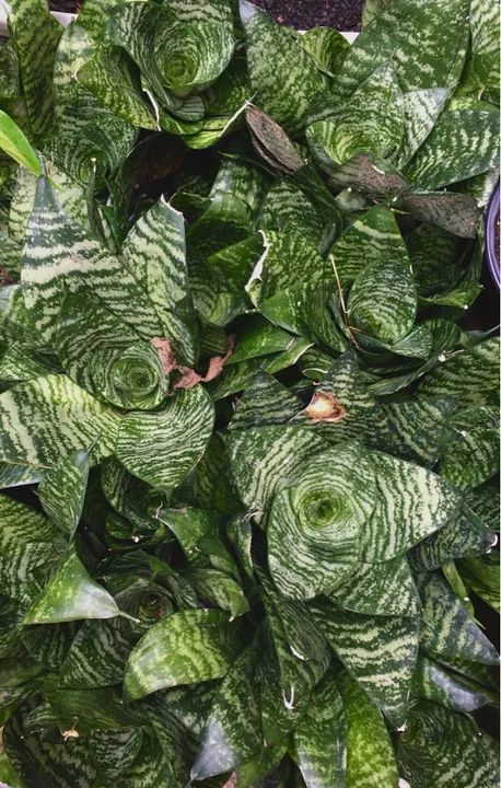 Muda de Espada de São Jorge Mini - Foto 3