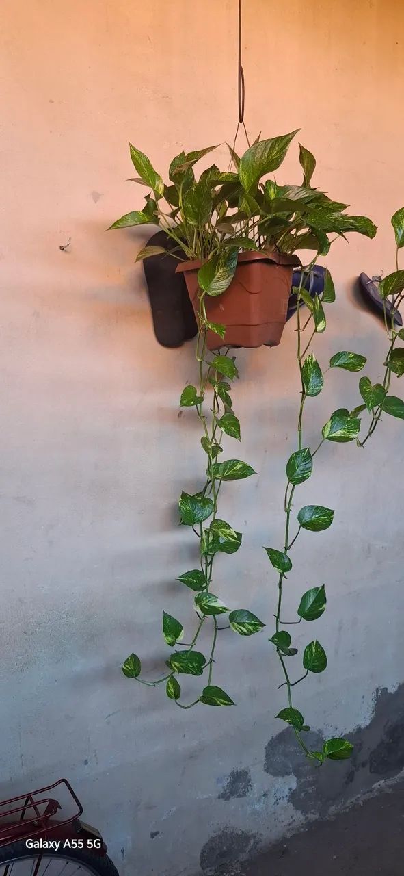 Planta jiboia 