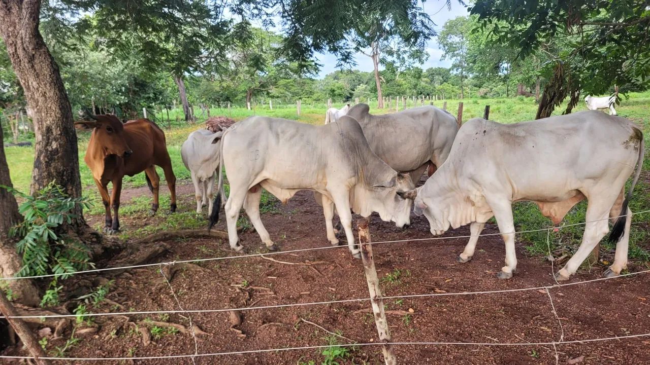 Vende-se touros - Foto 6