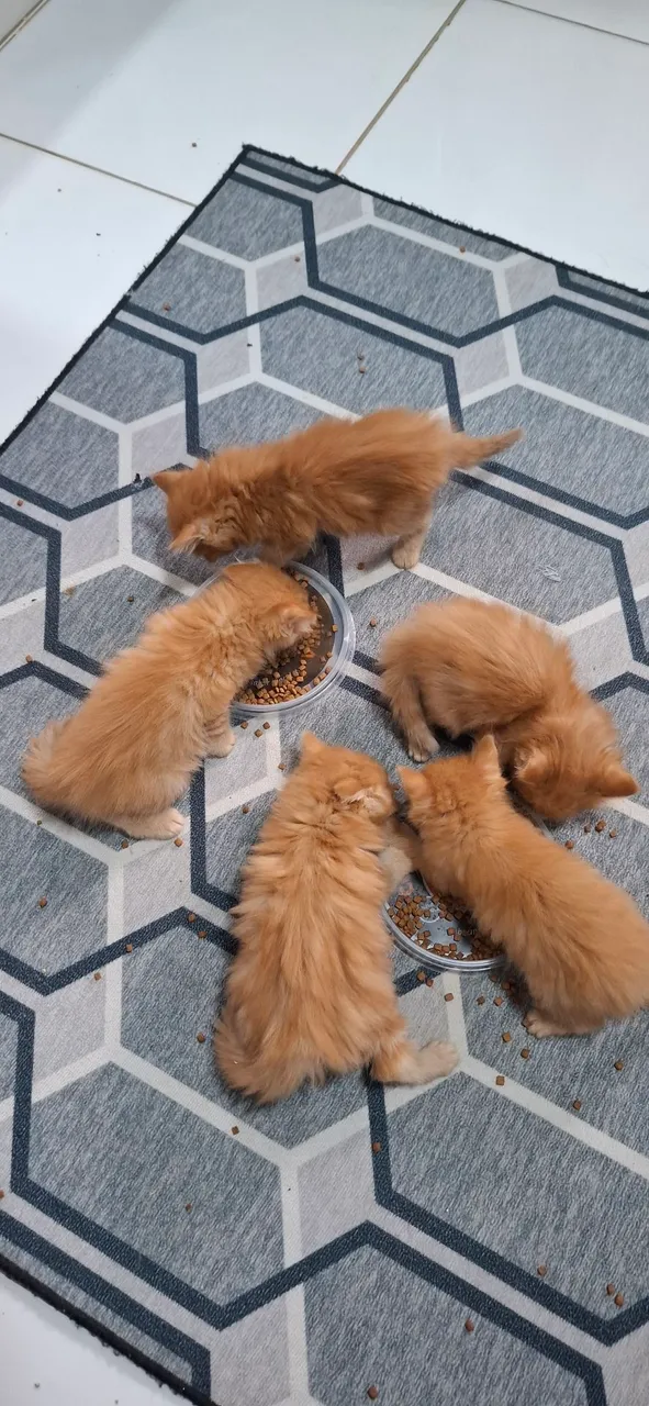 Filhotes de Gato Laranjas