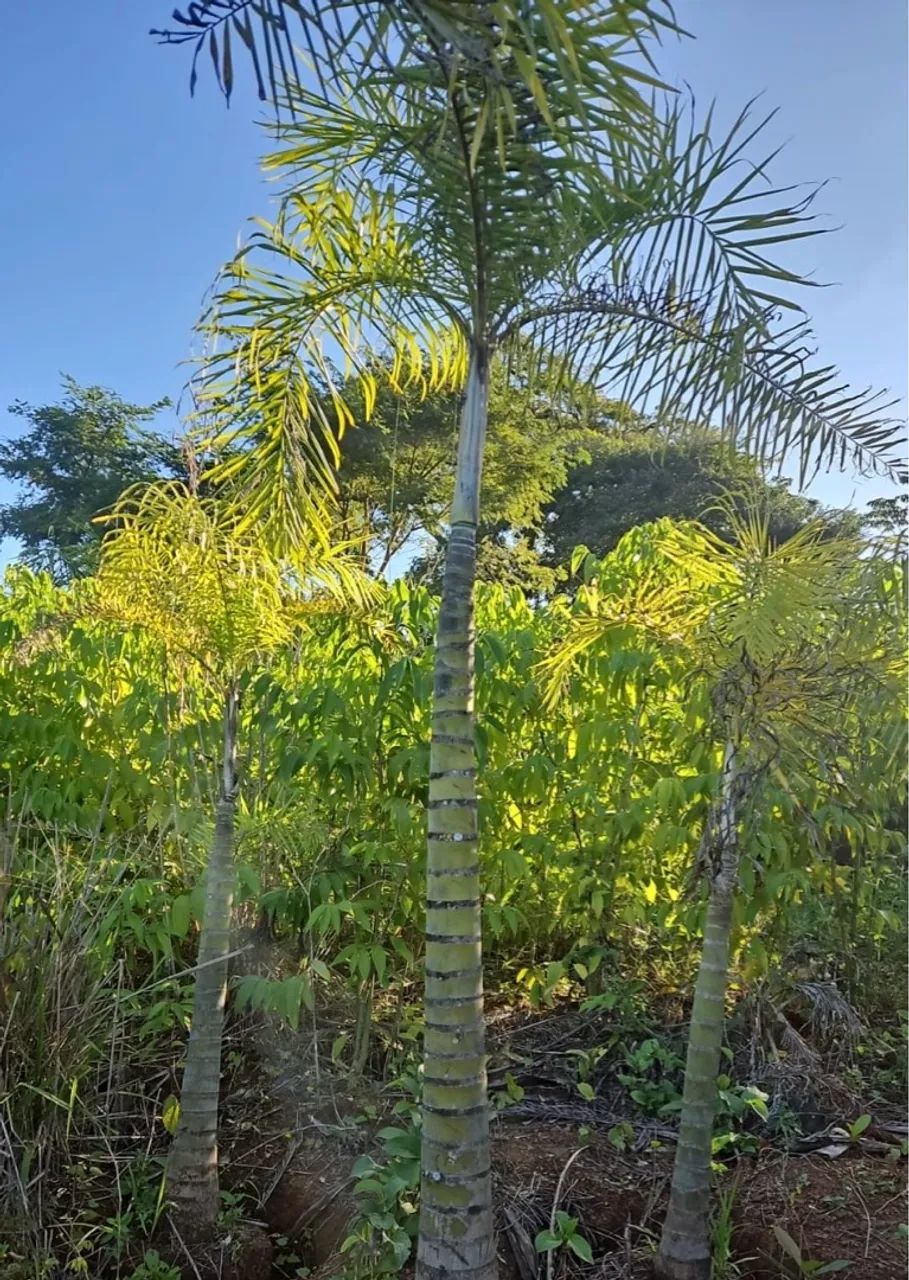 Palmeira areca locuba/ rabo de raposa/ imperiais também