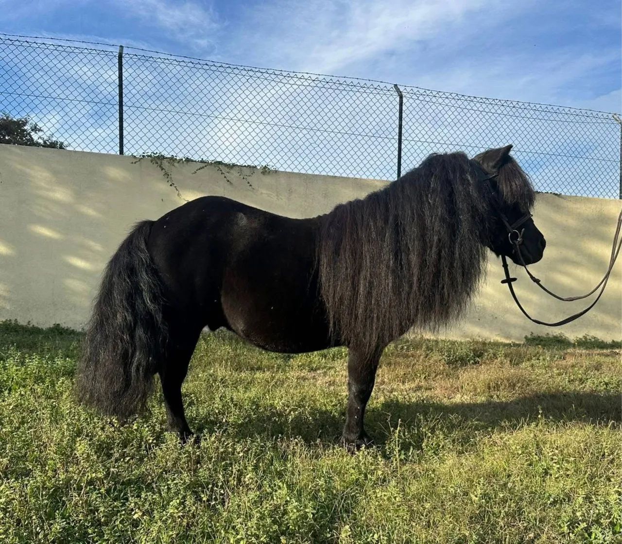 Casal de mini pôneis pretos - Foto 2