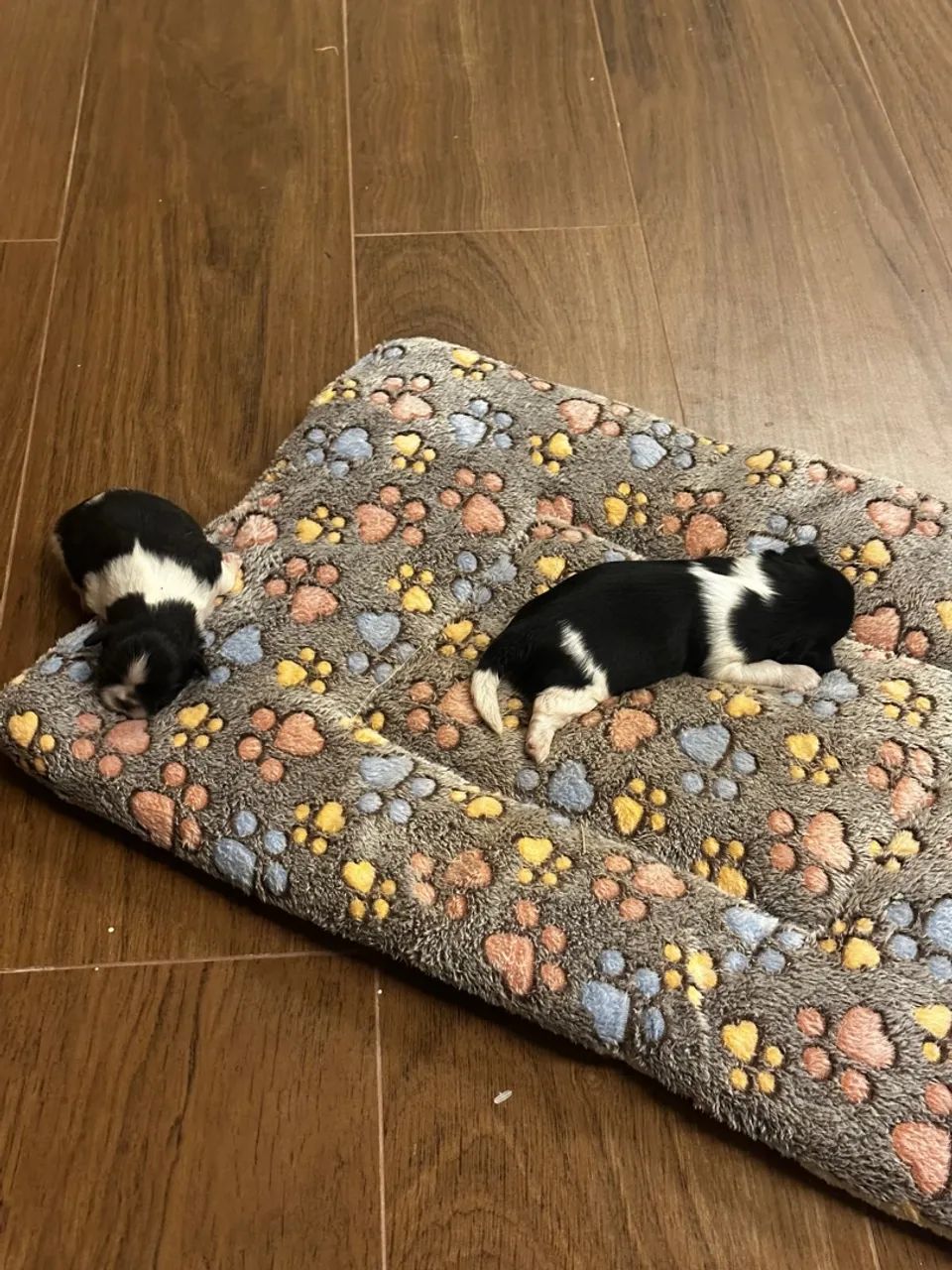 Filhote de shih tzu - Foto 2