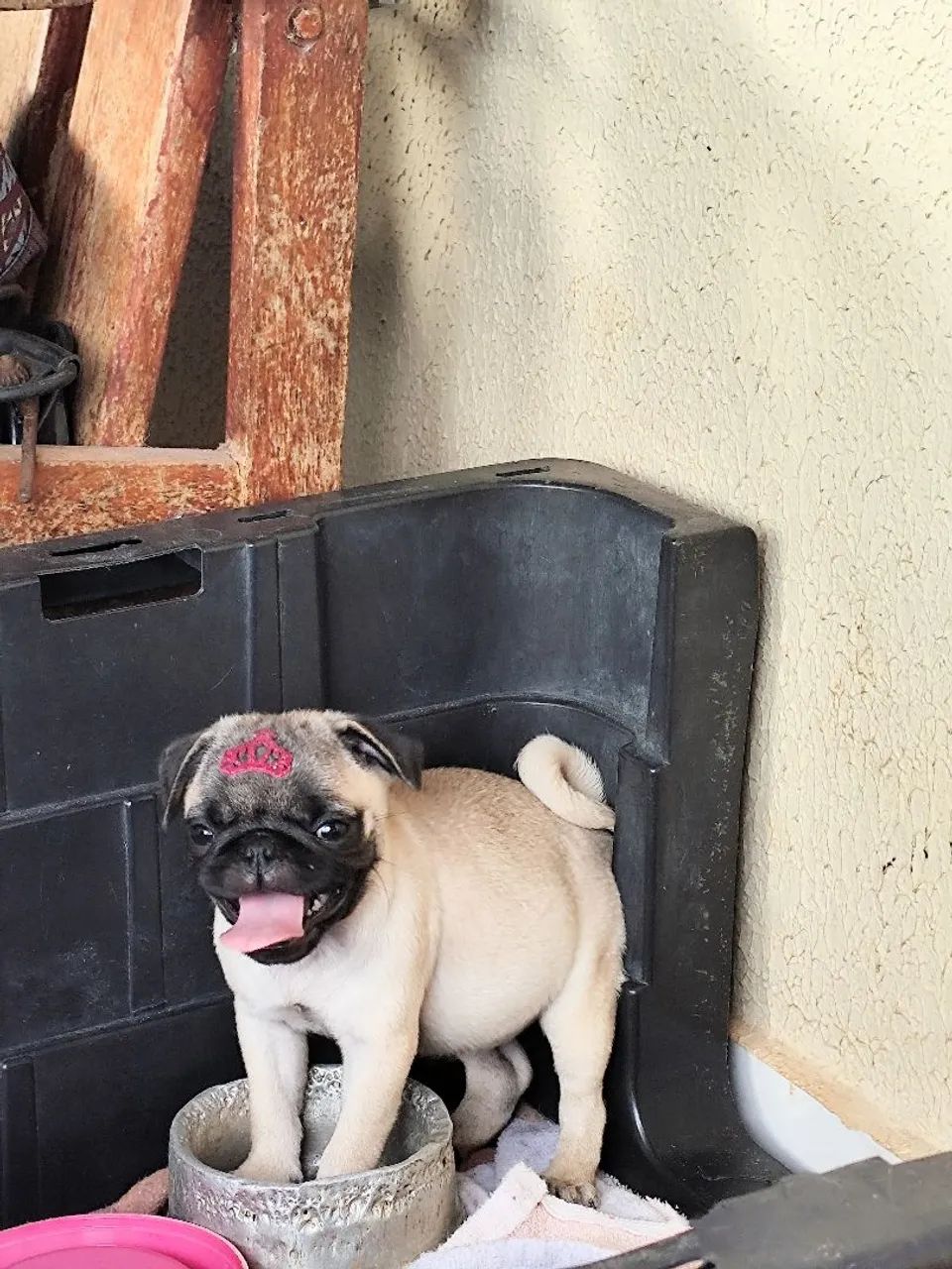 Filhote de Pug Presente perfeito dia dos namorados 