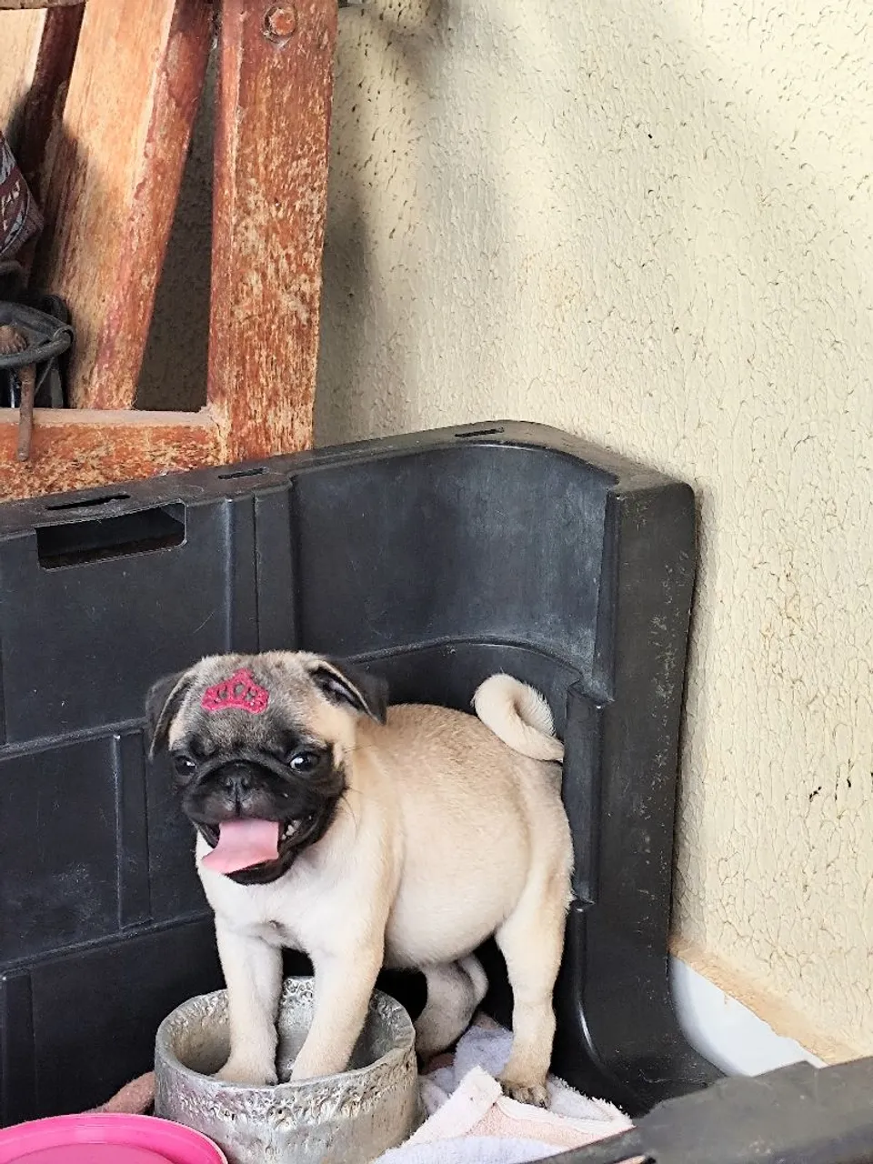 Filhote de Pug Presente perfeito dia dos namorados