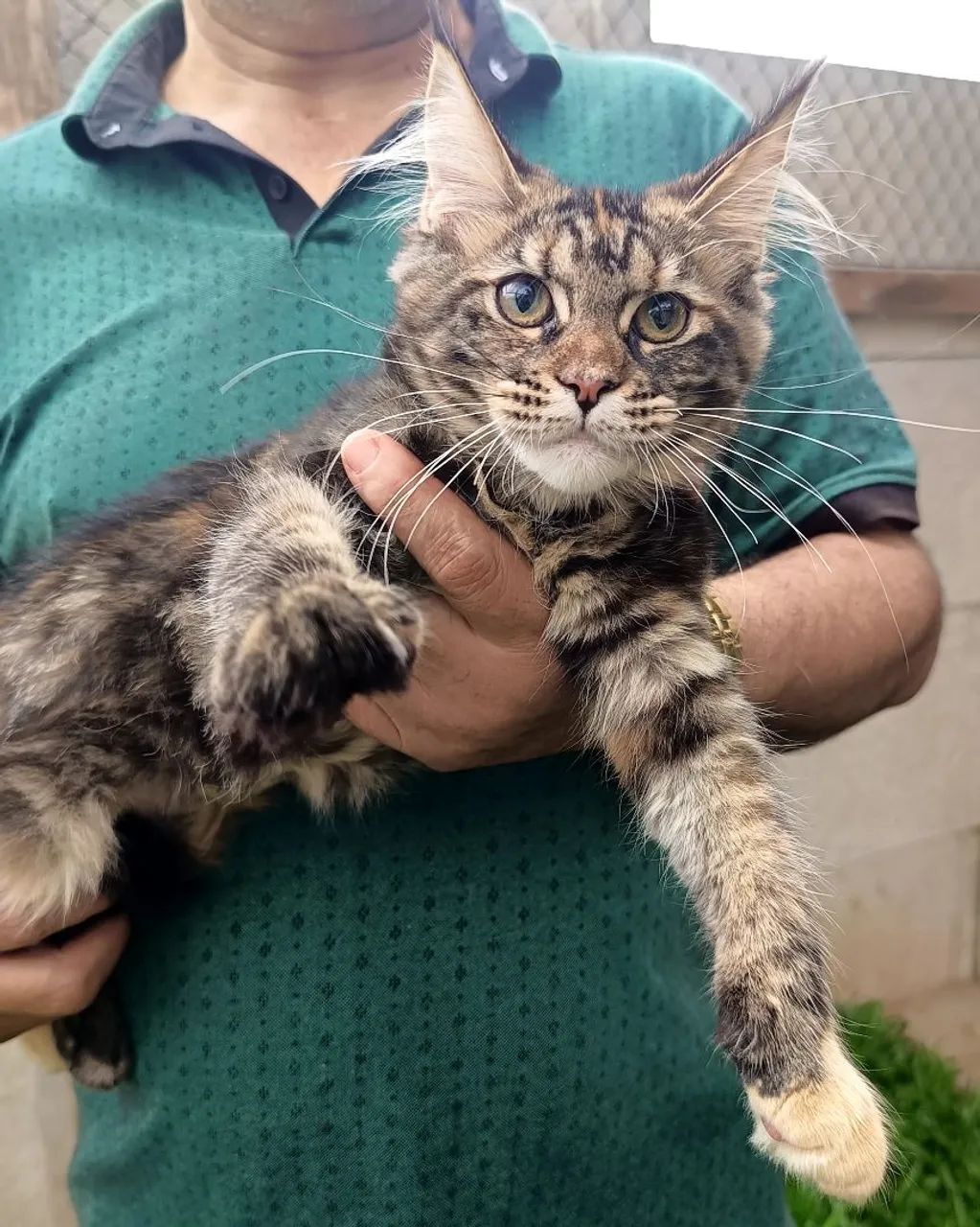 Filhote Maine Coon - Fêmea  - Foto 6