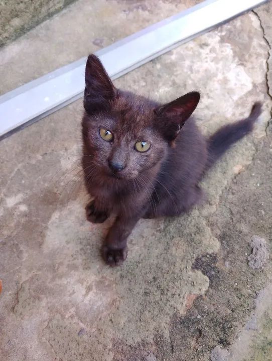 Gatinho Fofo para Adoção - Foto 2