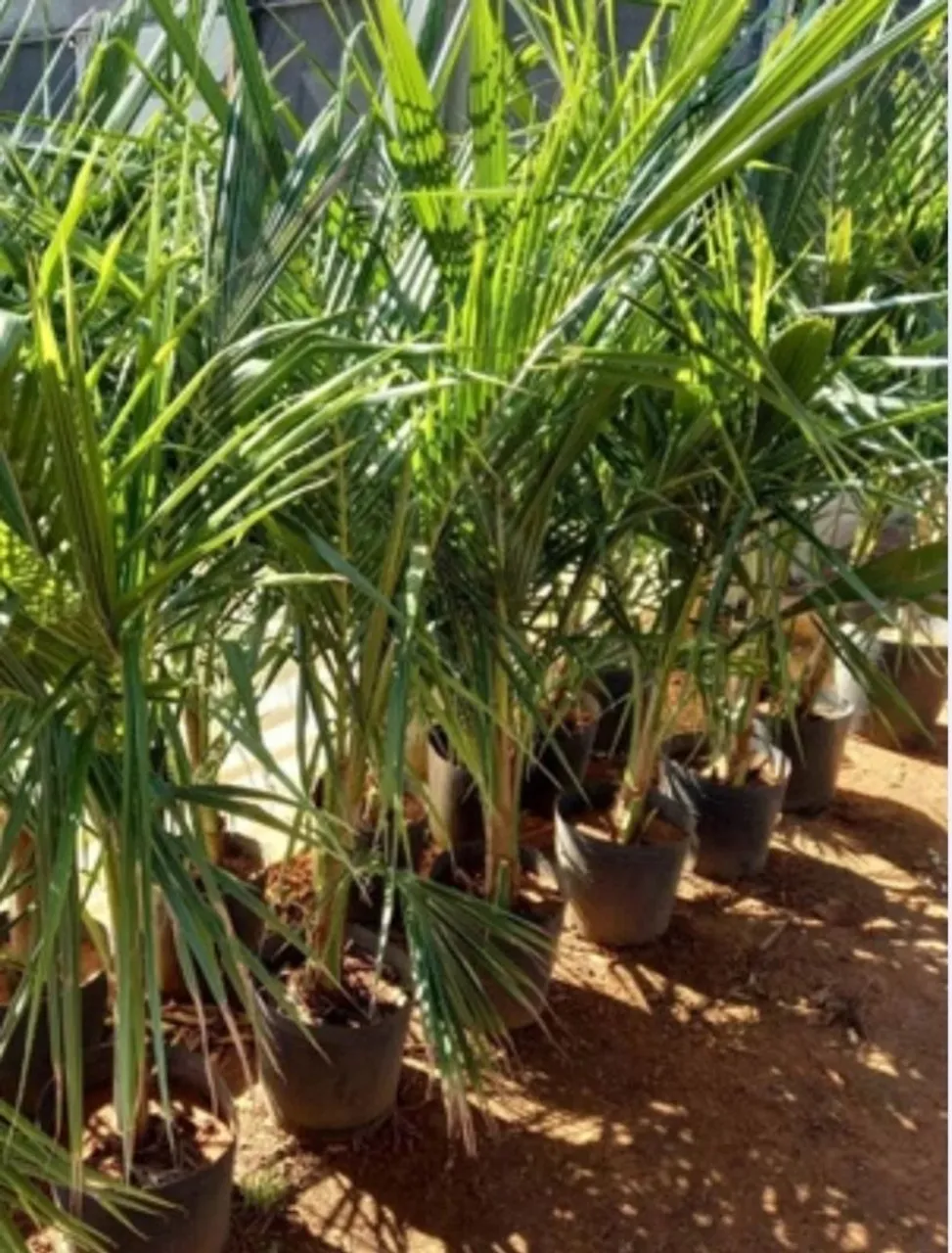 Mudas de coco anão com 2 metros 
