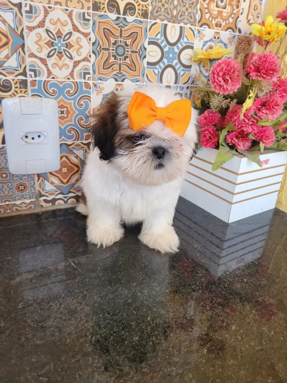 Shih tzu fêmea