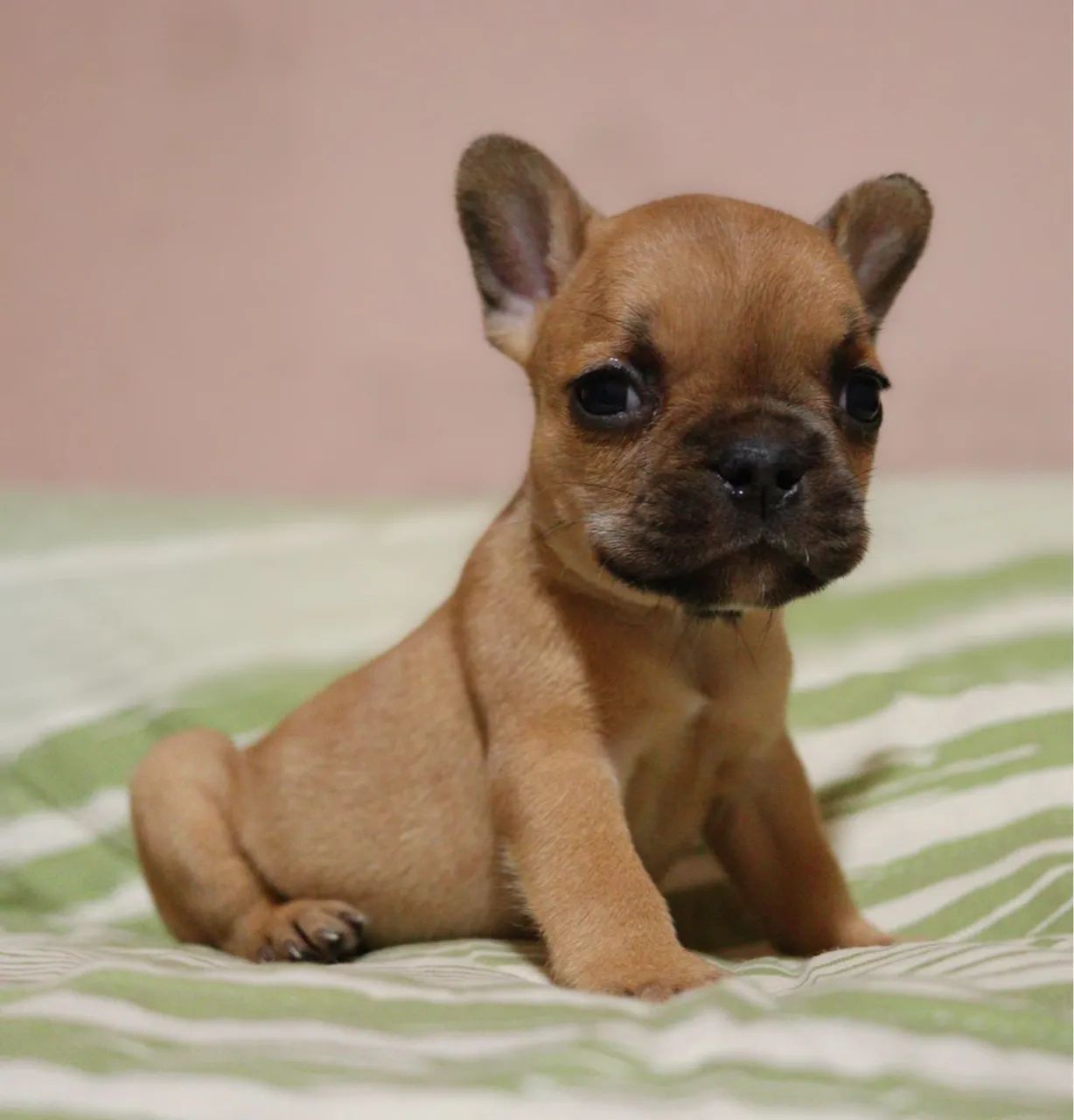 Filhotes de Bulldog Francês - Foto 5