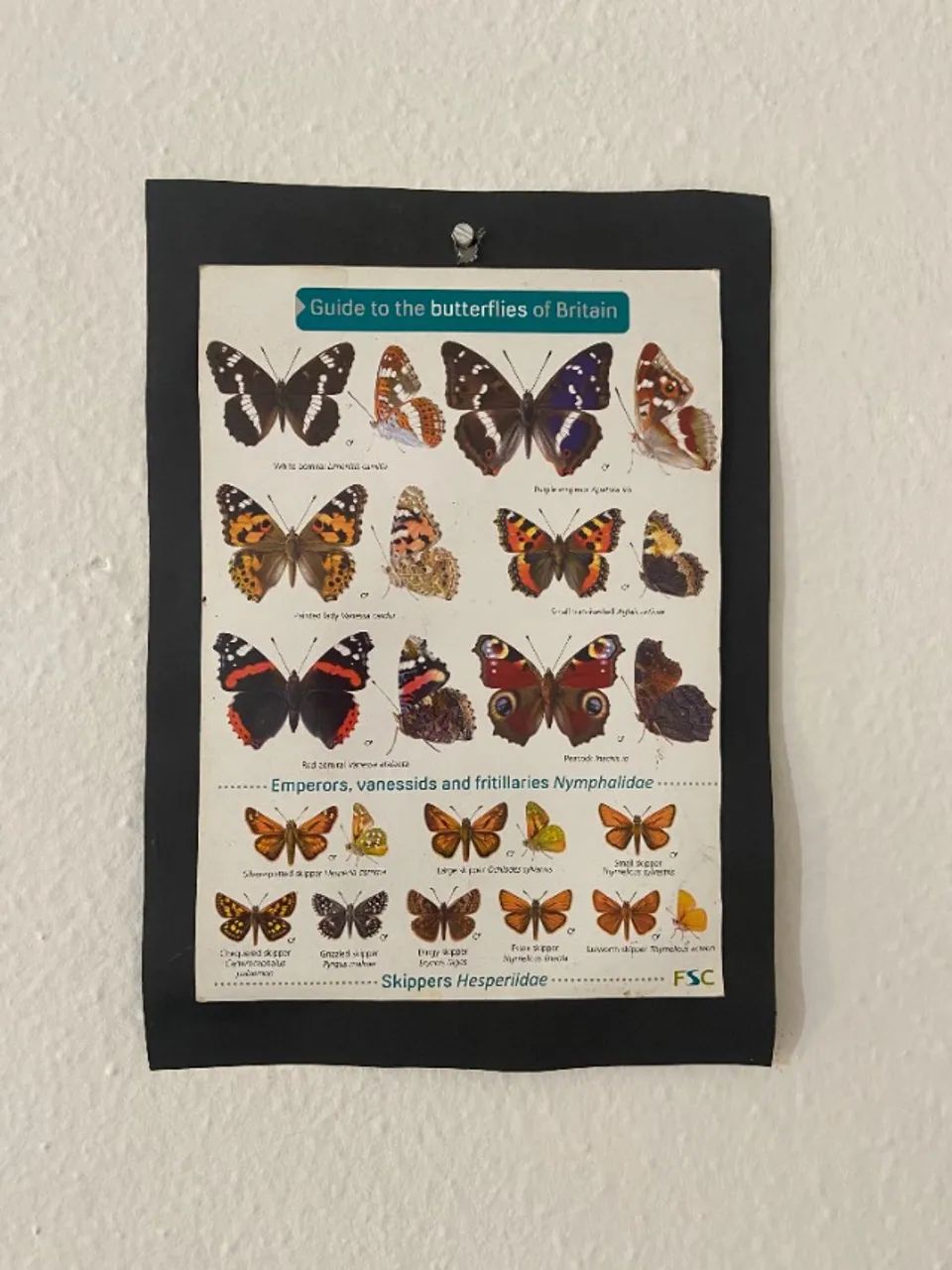 Poster de borboleta