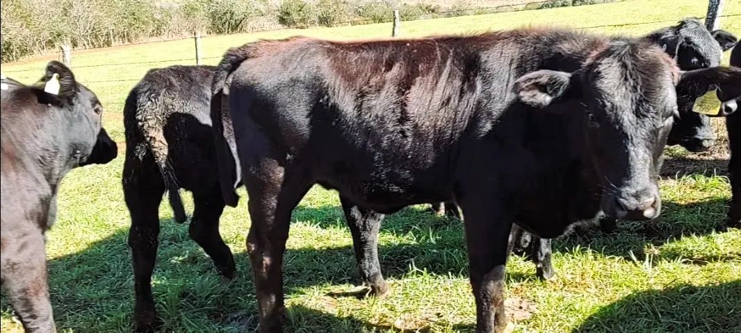 Novilhas Aberdeen Angus e Brangus, Vazias - Foto 4
