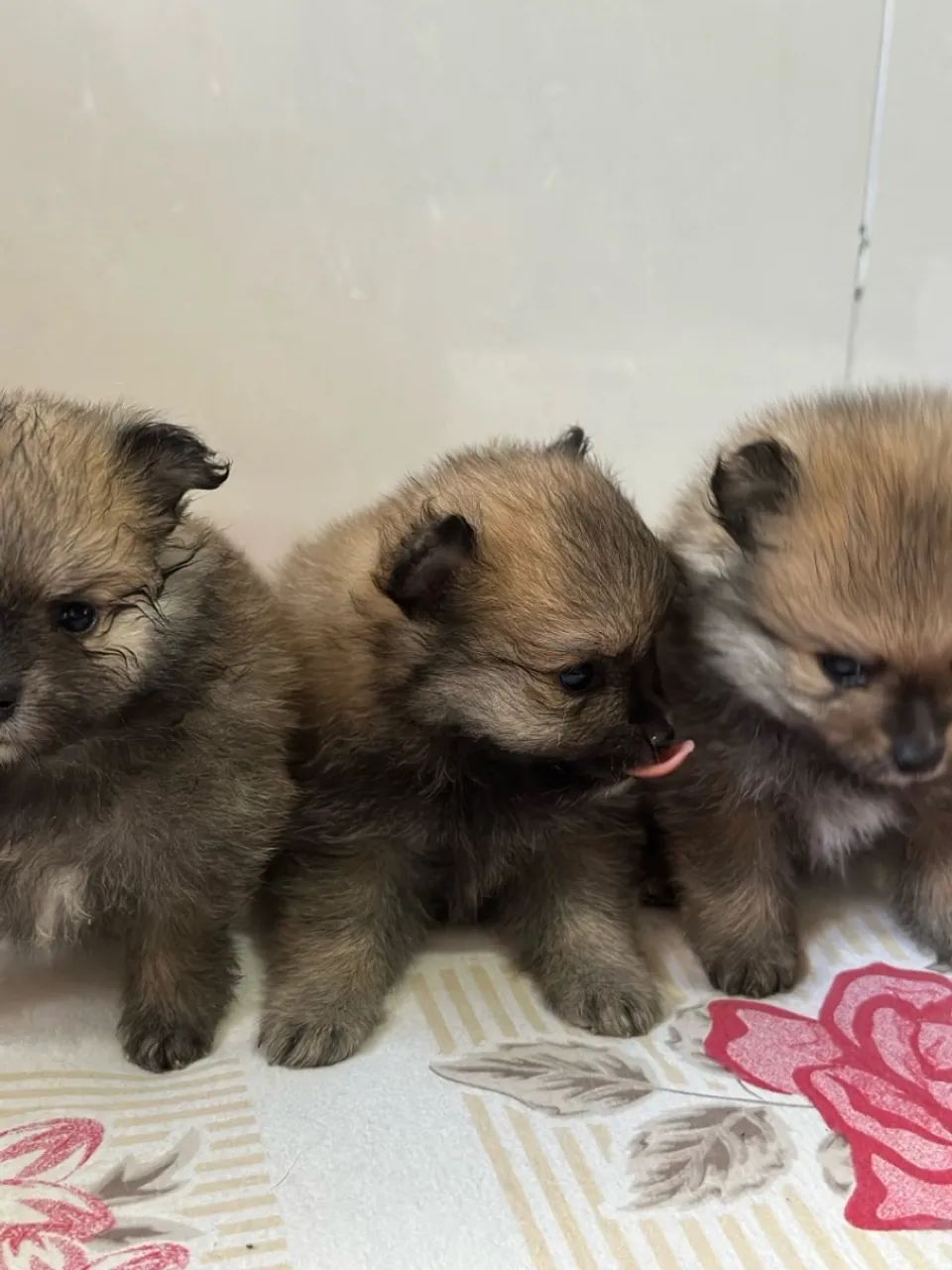 Spitz alemão (Lulu da pomerânia) - Foto 2