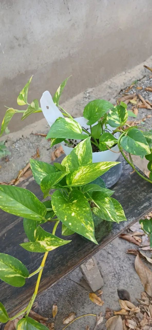Plantas  20 reais cada