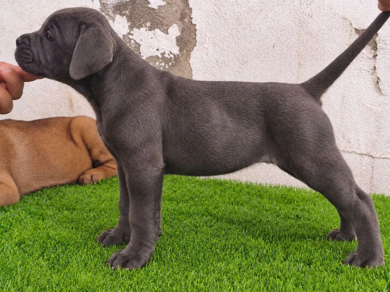 Cane corso  - Foto 4