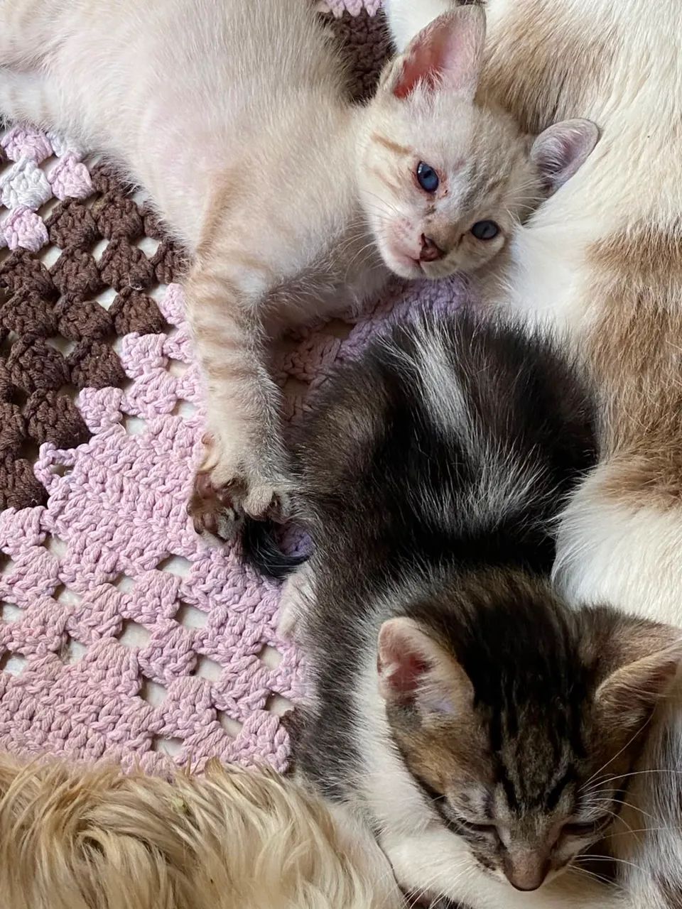 Gatos - Foto 2