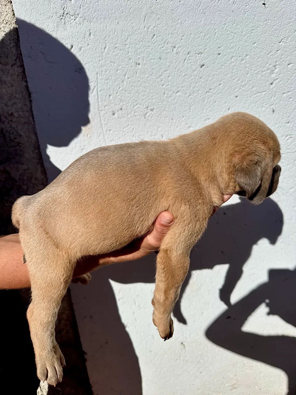 Filhote de Cane Corso  - Foto 3