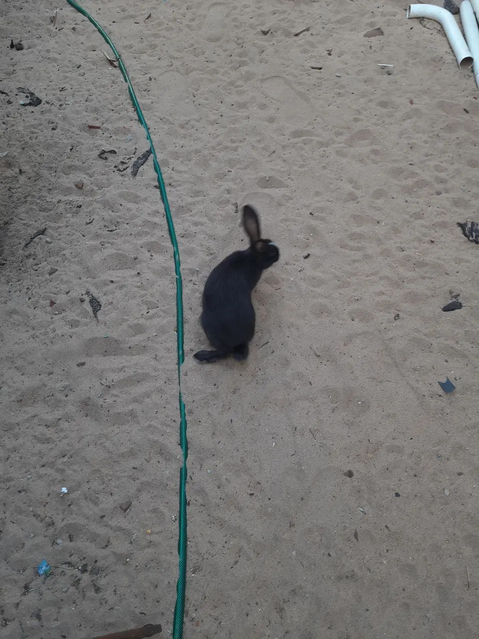 Coelhos  - Foto 3