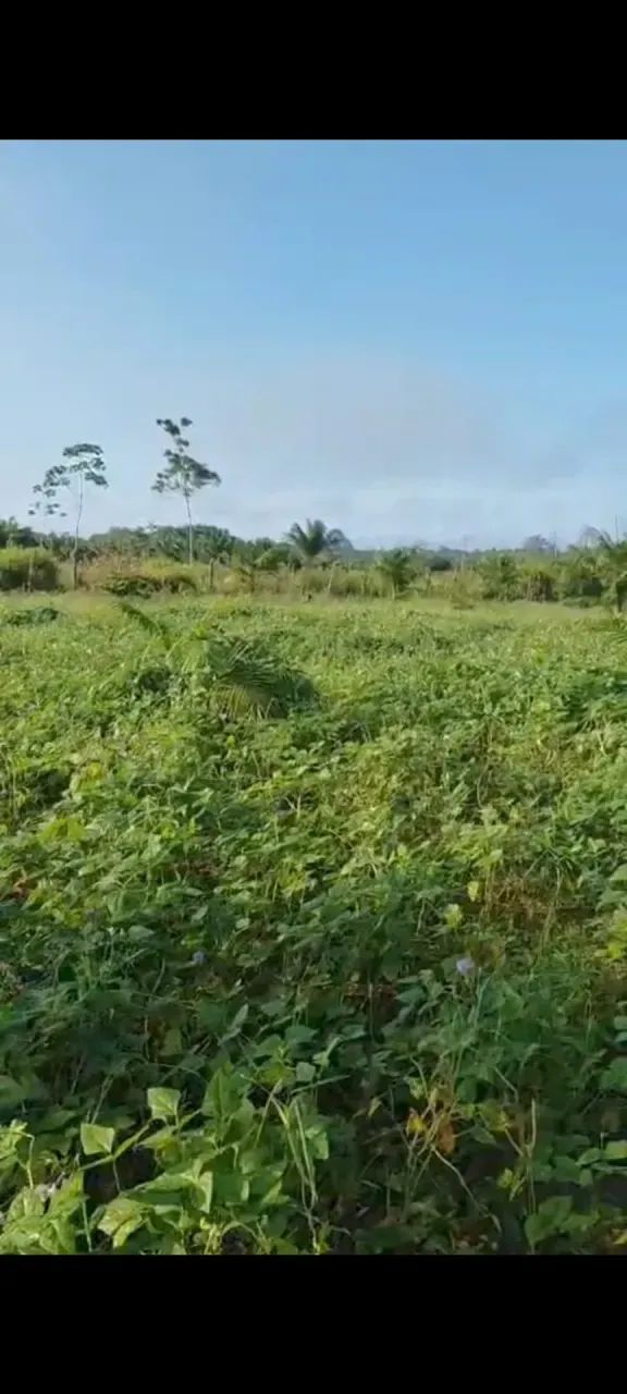 FAZENDA À VENDA  70 HECTARES | CANTÁ  RR - Foto 4